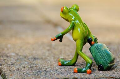 Vergrößerte Ansicht von Frosch zieht Tasche hintersich her