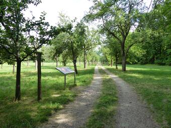 Vergrößerte Ansicht von Streuobstwiese Reißinsel