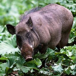 Vergrößerte Ansicht von Wildschweine auf einer Lichtung nähe Oberdill im Forstenrieder Park