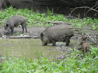Vergrößerte Ansicht von Wildschweine im Wildpark Josefslust bei Sigmaringen