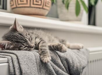 Katze auf Heizung