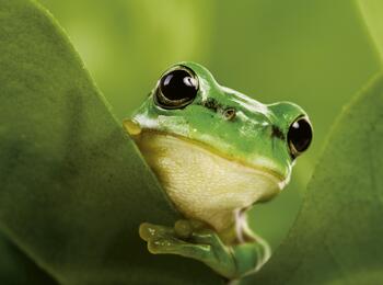 Frosch 