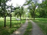 Streuobstwiese Reißinsel